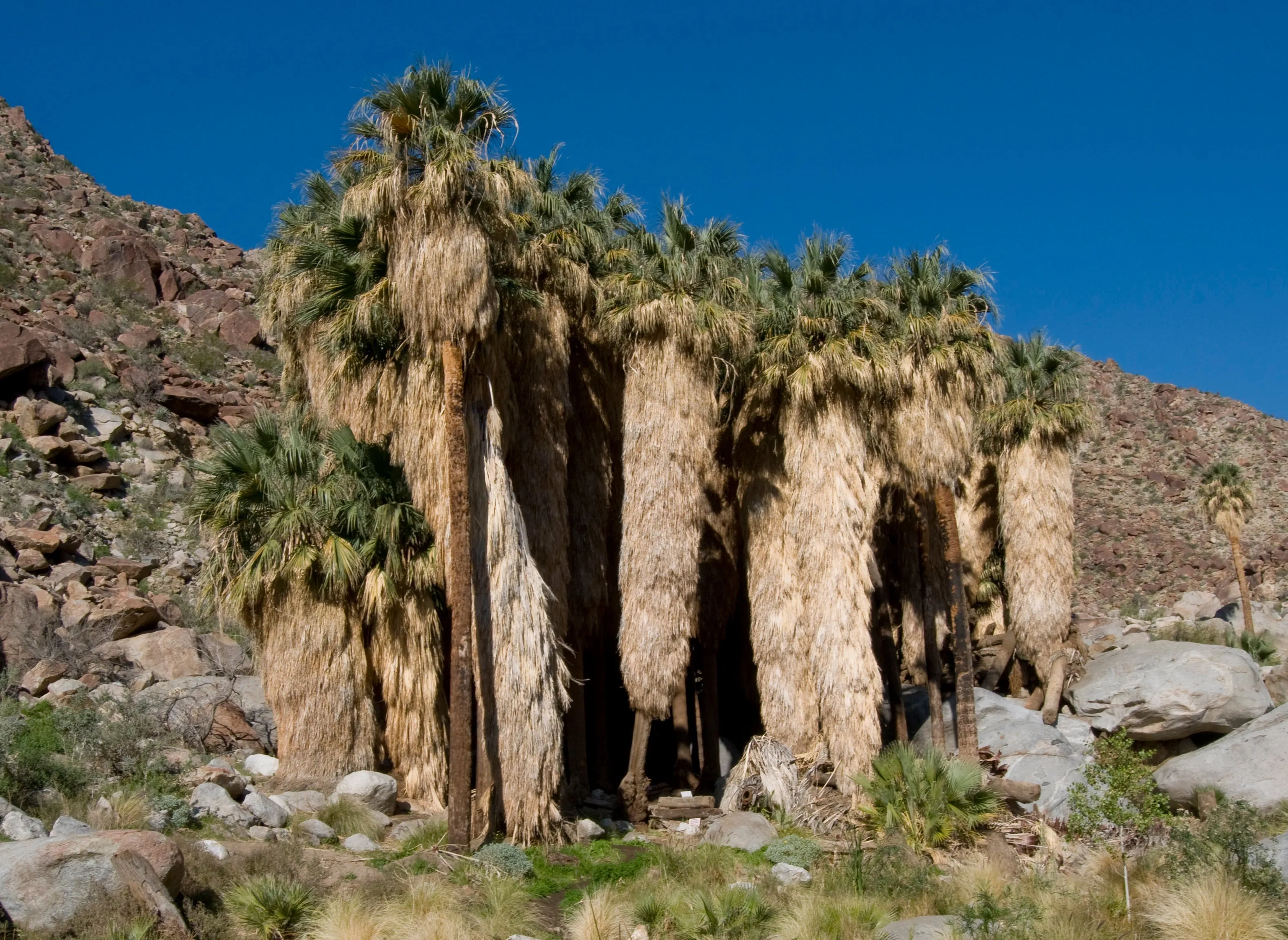 California Fan Palm  100 Seeds  Washingtonia filifera