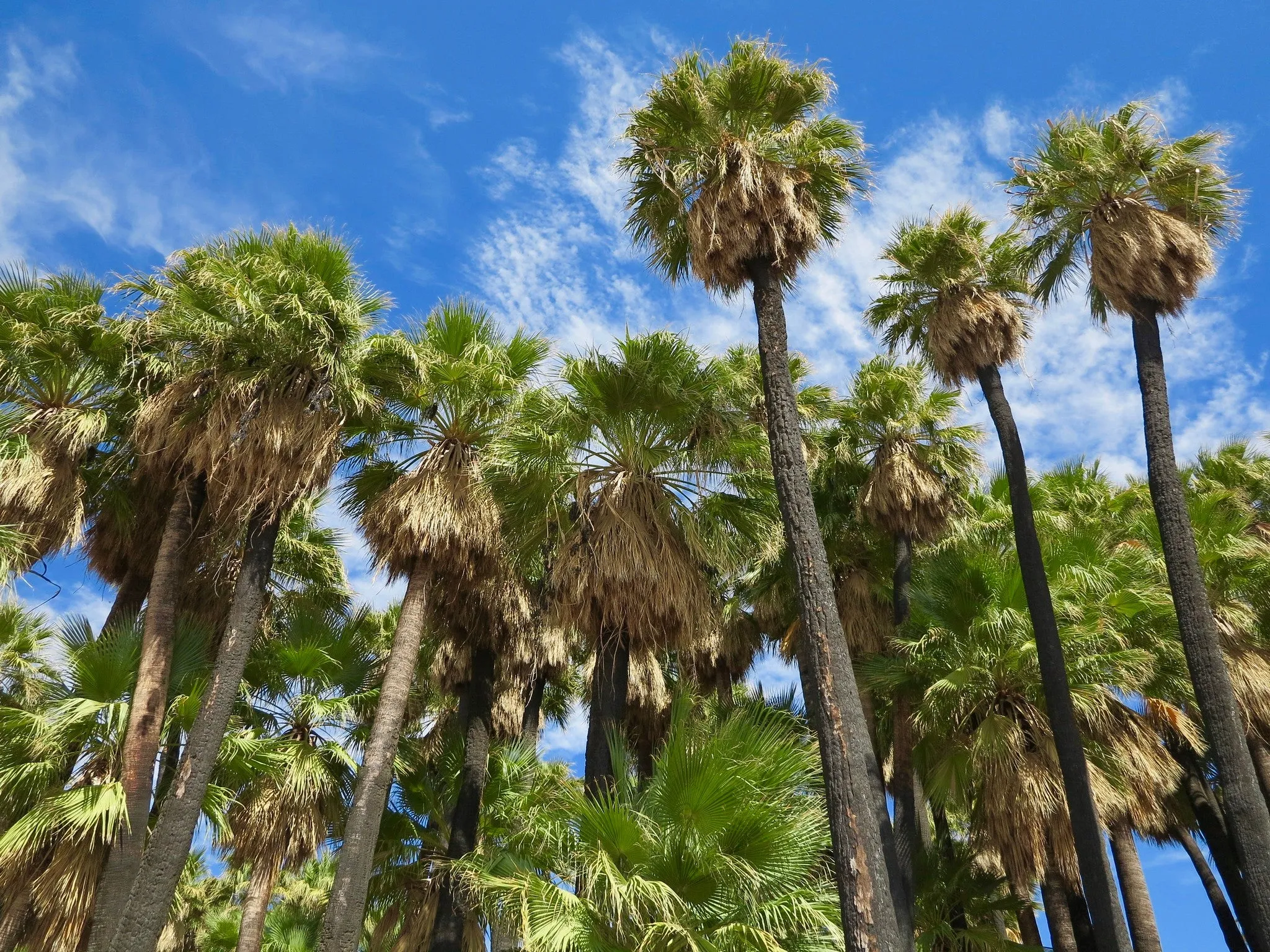 California Fan Palm  100 Seeds  Washingtonia filifera