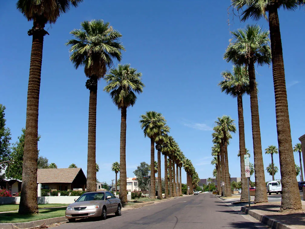 California Fan Palm  100 Seeds  Washingtonia filifera