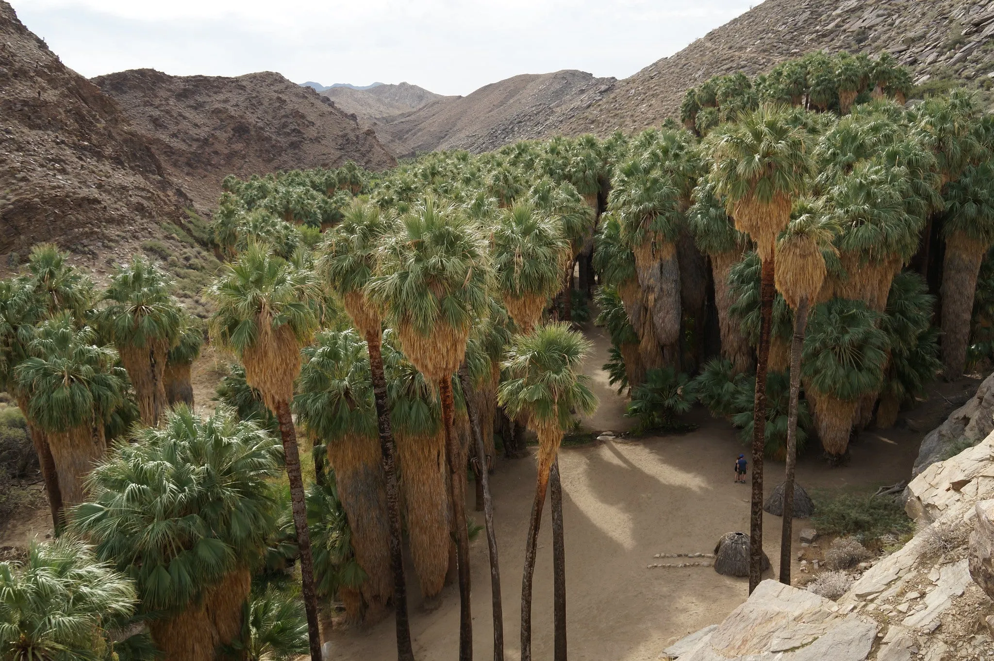 California Fan Palm  100 Seeds  Washingtonia filifera