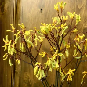 Yellow Kangaroo Paw Flowers